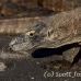 dragon_komodo_hsb_rinca_h_0961_kom2738.jpg